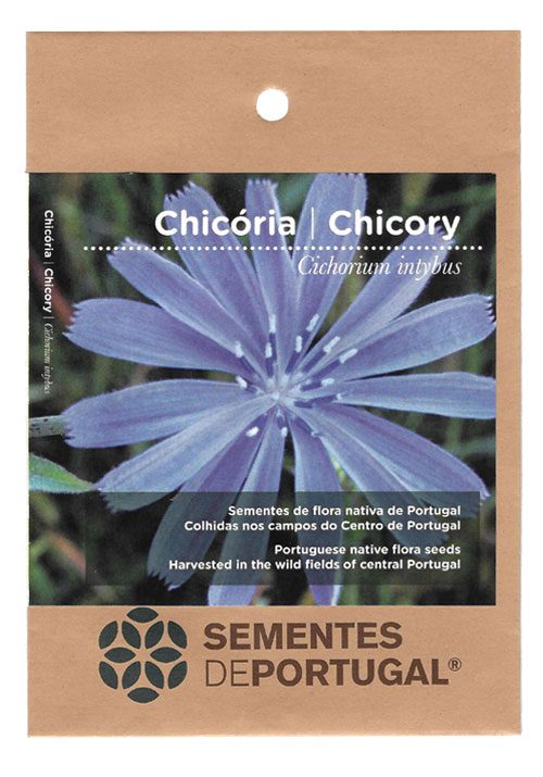 chicoria-sementes-portugal
